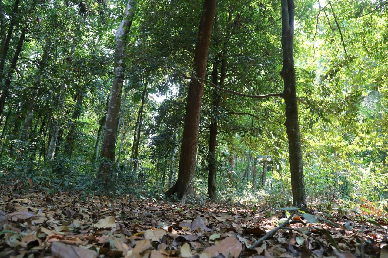 The Mana-Heritage Stay - Chengazhimattam Mana Kottayam Bagian luar foto